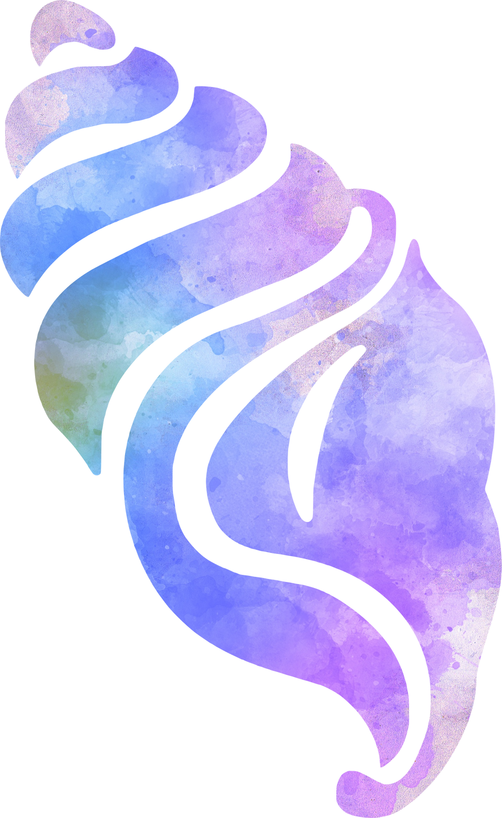 Conch Shell Illustration  