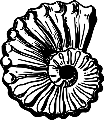Illustration of Seashell